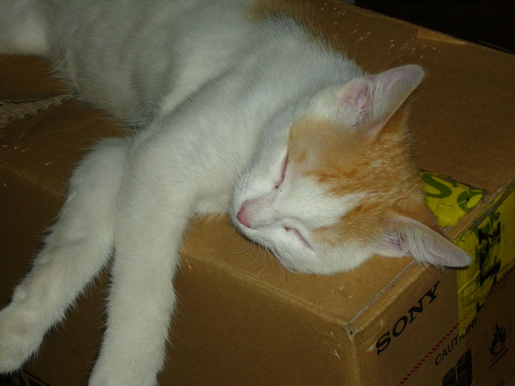 P1000128.jpg